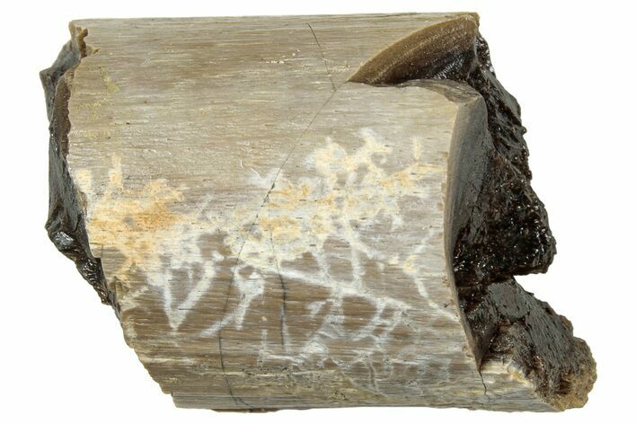 Fossil Tyrannosaur (T rex) Bone Section - Wyoming #313992